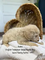 Rodeo, a male Goldendoodle for sale in Haslet, TX – 4 of 6
