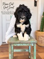 Peace Out Girl Scout , a female Bernedoodle and Miniature Bernedoodle for sale in Haslet, TX – 4 of 5