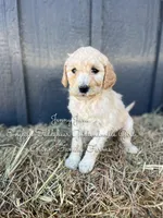 Jenny June English, a female Goldendoodle for sale in Haslet, TX – Photo 3 of 7