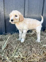 Jenny June English, a female Goldendoodle for sale in Haslet, TX – Photo 4 of 7