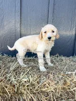 Jenny June English, a female Goldendoodle for sale in Haslet, TX – Photo 2 of 7