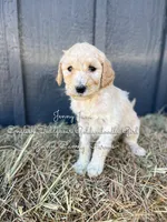 Jenny June English, a female Goldendoodle for sale in Haslet, TX – Photo 1 of 7