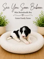 See You Soon Baboon, a female Bernedoodle and Miniature Bernedoodle for sale in Haslet, TX – 3 of 4