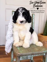 See You Soon Baboon, a female Bernedoodle and Miniature Bernedoodle for sale in Haslet, TX – 9 of 9