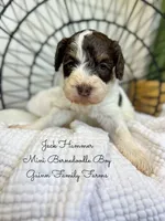 Jack Hammer , a male Miniature Bernedoodle for sale in Haslet, TX – 3 of 4