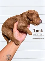 Tank, a female Goldendoodle for sale in Haslet, TX – 2 of 5