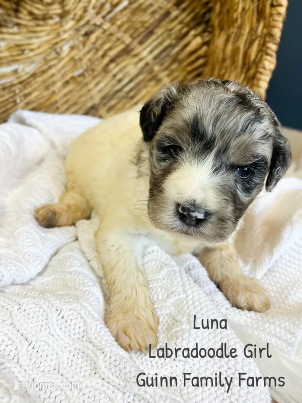 Luna – Labradoodle puppy for sale in Haslet, TX