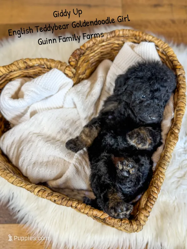 Giddy Up  – Goldendoodle puppy for sale in Haslet, TX