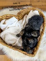 Giddy Up , a female Goldendoodle for sale in Haslet, TX – 1 of 5