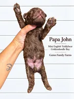 PaPa John Chocolate, a male English Goldendoodle and Miniature Goldendoodle for sale in Haslet, TX – 5 of 5