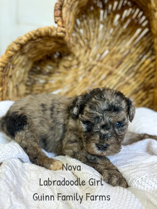 Nova Merle – Labradoodle puppy for sale in Haslet, TX