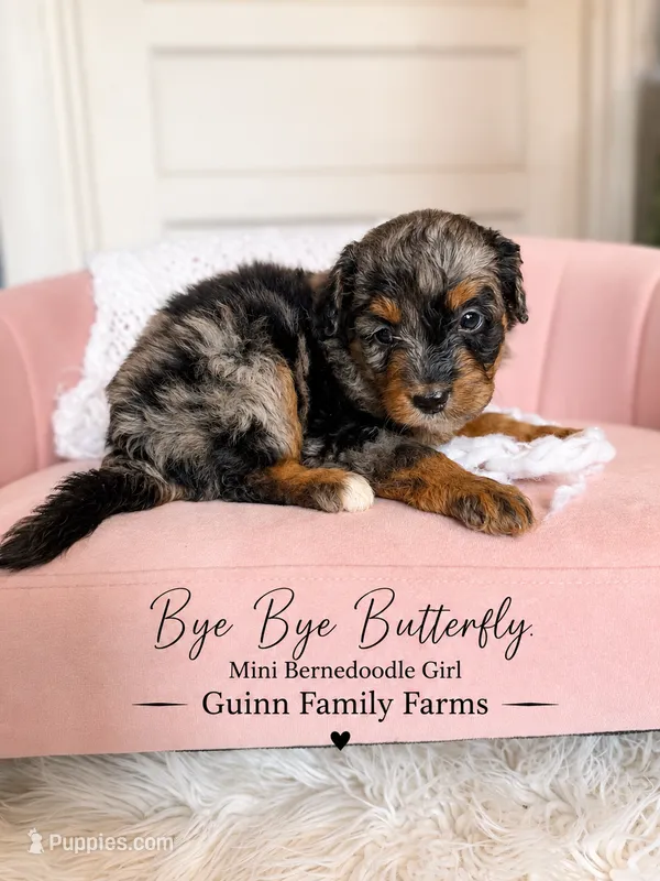 Bye Bye Butterfly – Bernedoodle, Miniature Bernedoodle puppy for sale in Haslet, TX