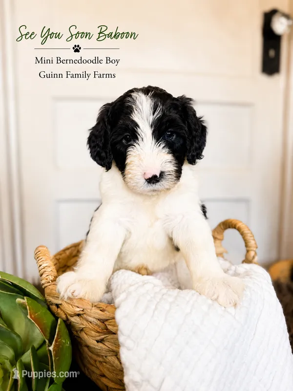 See You Soon Baboon – Bernedoodle, Miniature Bernedoodle puppy for sale in Haslet, TX