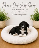 Peace Out Girl Scout , a female Bernedoodle and Miniature Bernedoodle for sale in Haslet, TX – 4 of 5