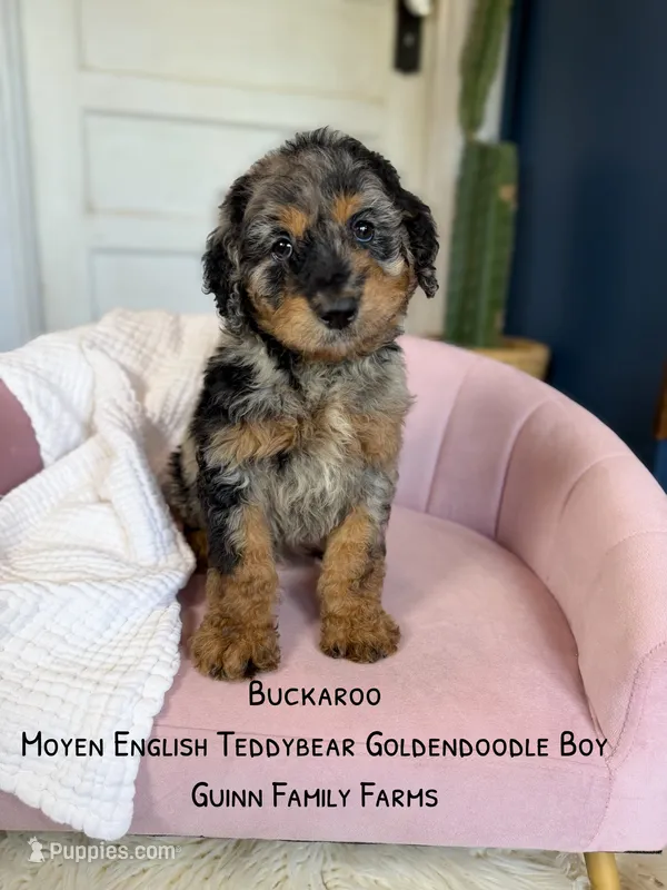 Buckaroo – Goldendoodle puppy for sale in Haslet, TX