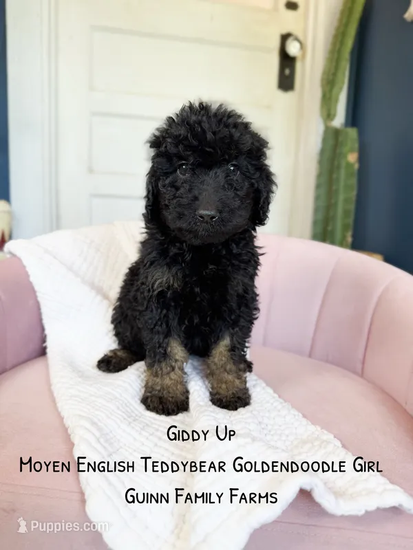Giddy Up  – Goldendoodle puppy for sale in Haslet, TX