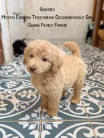 Shoofly , a female Goldendoodle for sale in Haslet, TX – 2 of 7