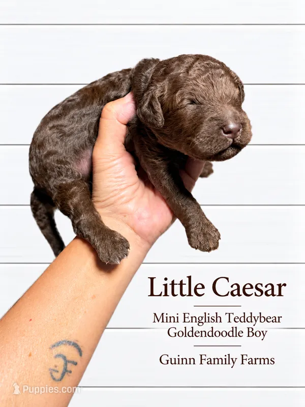 Little Caesar Chocolate  – English Goldendoodle, Miniature Goldendoodle puppy for sale in Haslet, TX