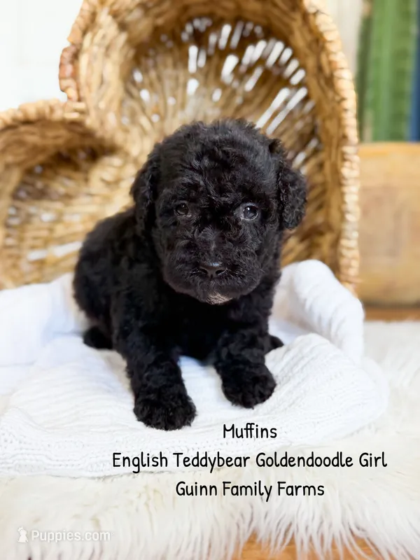 Muffin English  – Goldendoodle, English Goldendoodle puppy for sale in Haslet, TX