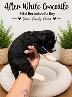 After While Crocodile , a female Bernedoodle and Miniature Bernedoodle for sale in Haslet, TX – 3 of 4