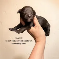 Coco Puff English Teddybear , a female Goldendoodle and English Goldendoodle for sale in Haslet, TX – 3 of 3