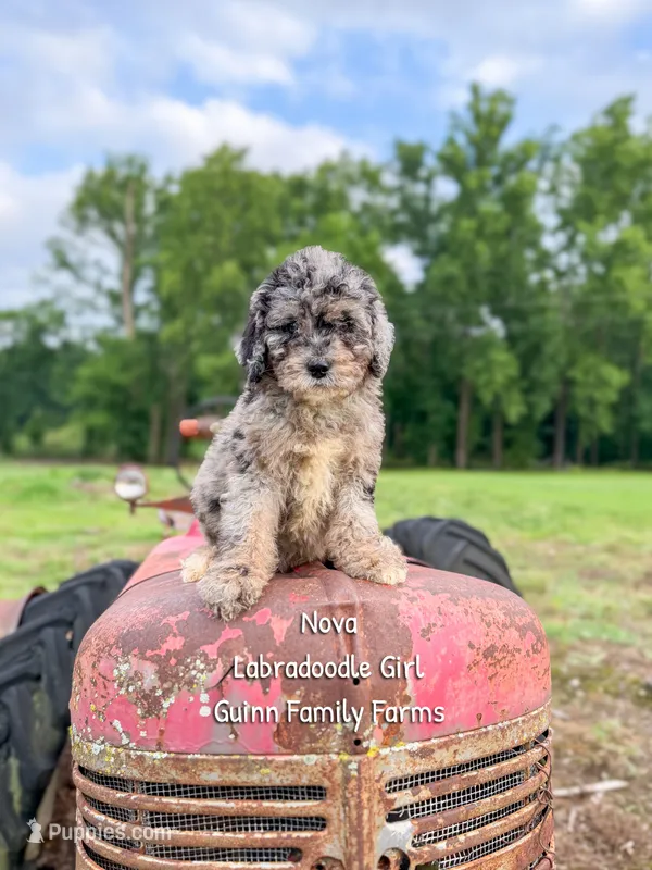 Nova Merle – Labradoodle puppy for sale in Haslet, TX