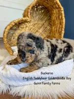 Buckaroo, a male Goldendoodle for sale in Haslet, TX – 4 of 4