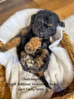 Chuck Wagon, a male Goldendoodle for sale in Haslet, TX – 2 of 6