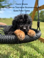 Chuck Wagon, a male Goldendoodle for sale in Haslet, TX – 3 of 9