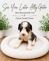 See You Later Ally Gator , a female Bernedoodle and Miniature Bernedoodle for sale in Haslet, TX – 2 of 3