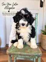 After While Crocodile , a female Bernedoodle and Miniature Bernedoodle for sale in Haslet, TX – 4 of 8