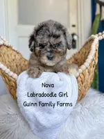 Nova Merle, a female Labradoodle for sale in Haslet, TX – 4 of 8