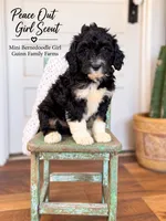 Peace Out Girl Scout , a female Bernedoodle and Miniature Bernedoodle for sale in Haslet, TX – 5 of 5