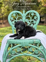 Joey Macaroni , a male Labradoodle for sale in Haslet, TX – 5 of 8