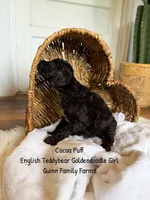 Coco Puff English Teddybear , a female Goldendoodle and English Goldendoodle for sale in Haslet, TX – 7 of 8