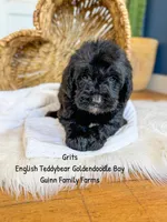 Grits English Teddybear , a male Goldendoodle and English Goldendoodle for sale in Haslet, TX – 8 of 9