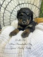 Drill Bit , a male Miniature Bernedoodle for sale in Haslet, TX – 3 of 4