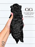 CiCi Phantom, a female English Goldendoodle and Miniature Goldendoodle for sale in Haslet, TX – 4 of 6