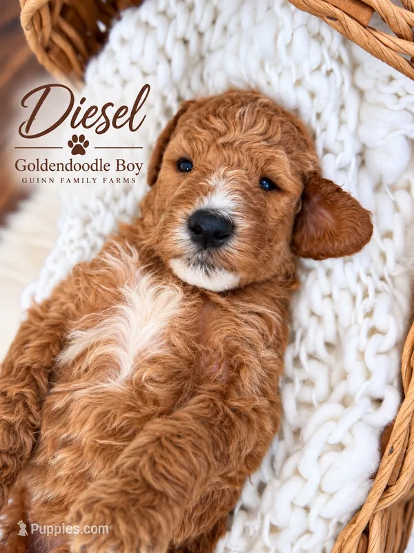 Diesel – Goldendoodle puppy for sale in Haslet, TX