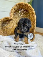 Chuck Wagon, a male Goldendoodle for sale in Haslet, TX – 4 of 6