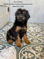 Chuck Wagon, a male Goldendoodle for sale in Haslet, TX – 6 of 9