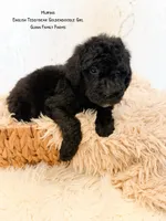 Muffin English , a female Goldendoodle and English Goldendoodle for sale in Haslet, TX – 3 of 6