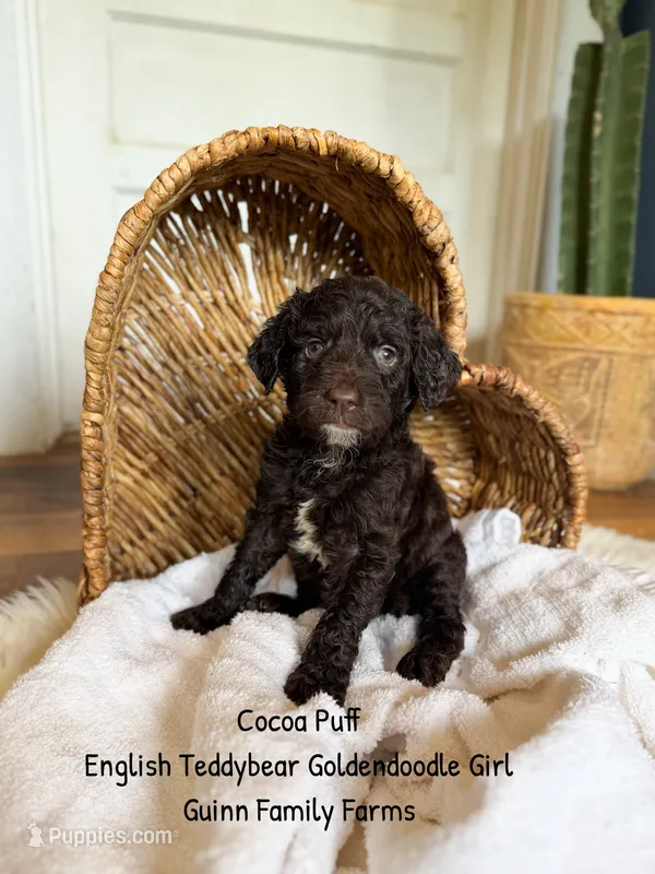 Coco Puff English Teddybear  – Goldendoodle, English Goldendoodle puppy for sale in Haslet, TX