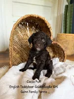Coco Puff English Teddybear , a female Goldendoodle and English Goldendoodle for sale in Haslet, TX – 5 of 8