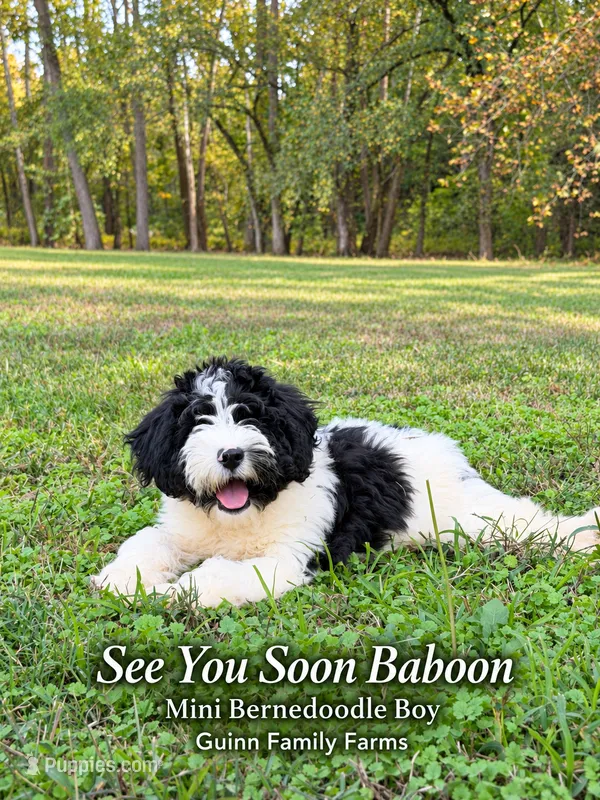 See You Soon Baboon – Bernedoodle, Miniature Bernedoodle puppy for sale in Haslet, TX
