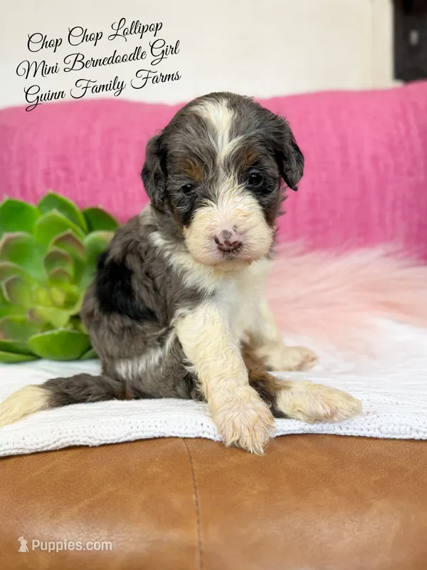 Chop Chop Lollipop  – Bernedoodle, Miniature Bernedoodle puppy for sale in Haslet, TX