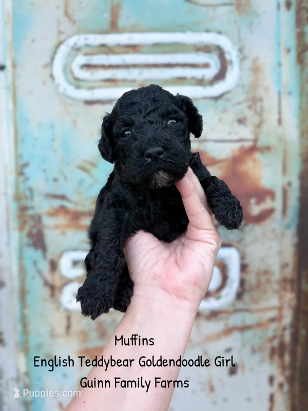 Muffin English  – Goldendoodle, English Goldendoodle puppy for sale in Haslet, TX