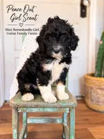 Peace Out Girl Scout , a female Bernedoodle and Miniature Bernedoodle for sale in Haslet, TX – 3 of 5
