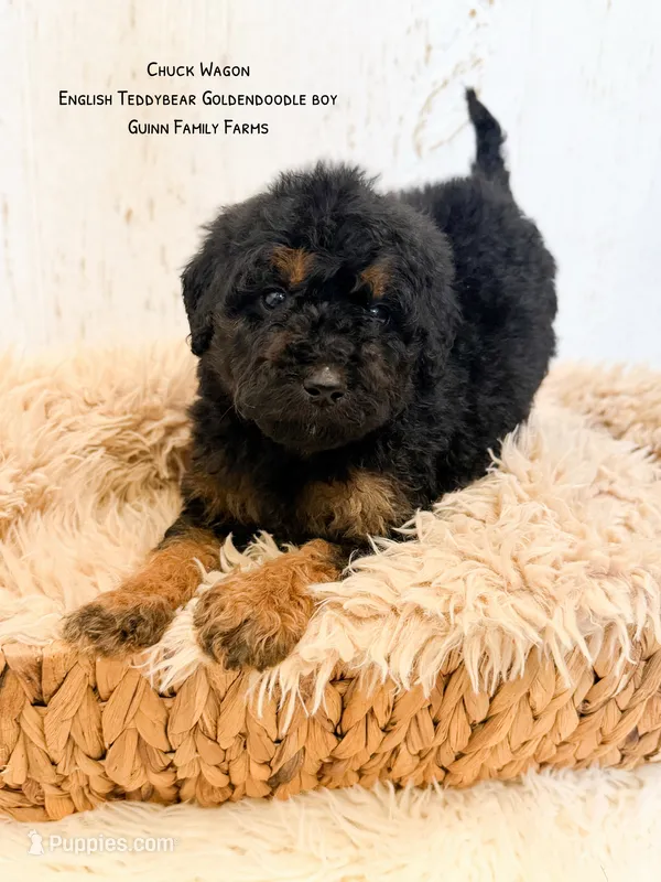 Chuck Wagon – Goldendoodle puppy for sale in Haslet, TX