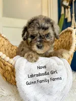 Nova Merle, a female Labradoodle for sale in Haslet, TX – 3 of 8